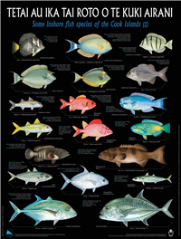 Some inshore fish species of the Cook Islands (2)